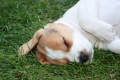Welche Hundehaftpflichtversicherung ist die beste?